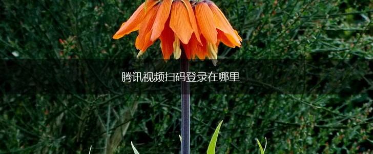 腾讯视频扫码登录在哪里,第1张