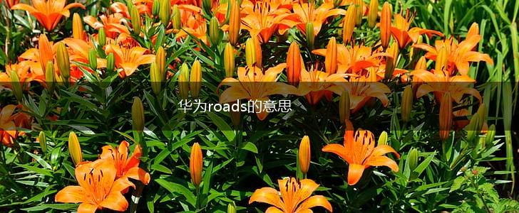 华为roads的意思,第1张