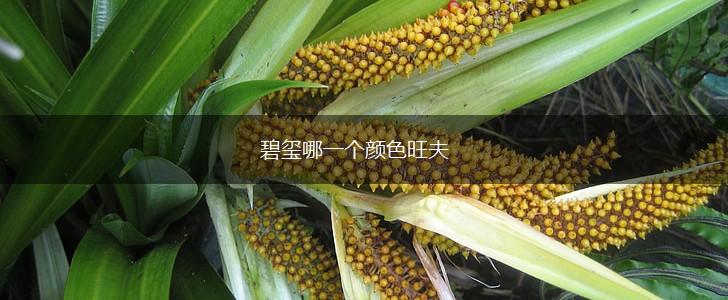 碧玺哪一个颜色旺夫,第1张