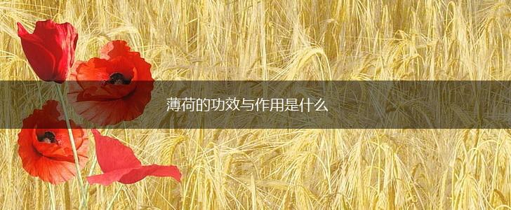 薄荷的功效与作用是什么,第1张