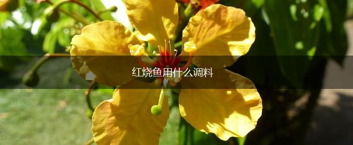 红烧鱼用什么调料,第1张
