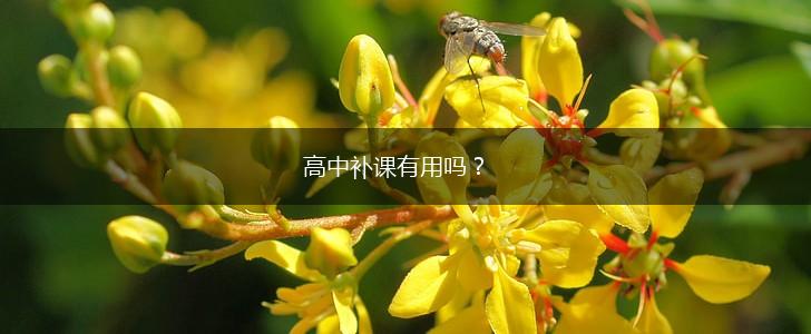 高中补课有用吗？,第1张