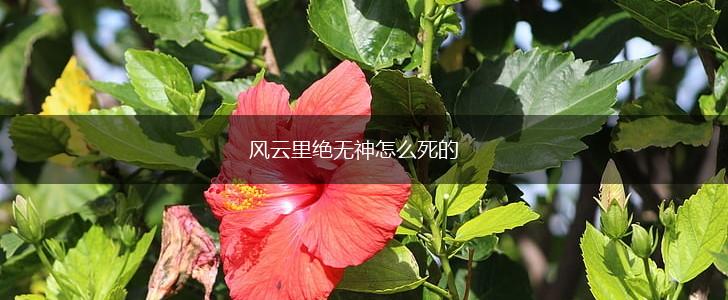风云里绝无神怎么死的,第1张