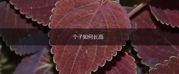 个子如何长高,第1张
