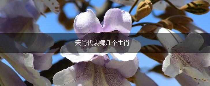 天肖代表哪几个生肖,第1张