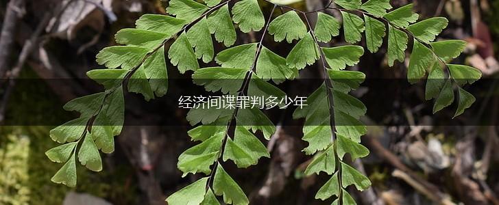 经济间谍罪判多少年,第1张