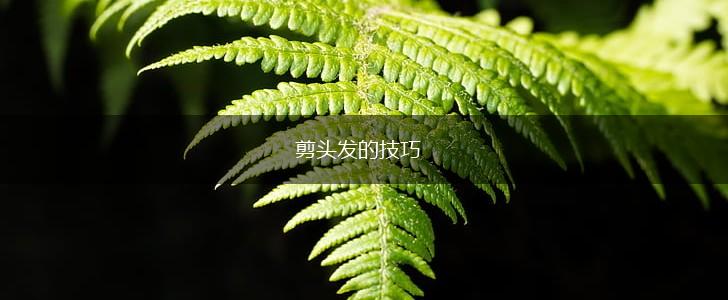 剪头发的技巧,第1张