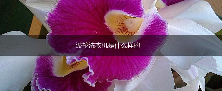 波轮洗衣机是什么样的,第1张