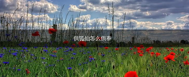 供狐仙怎么供奉,第1张