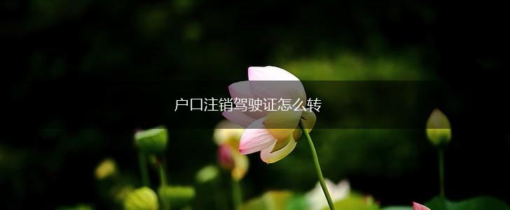 户口注销驾驶证怎么转,第1张