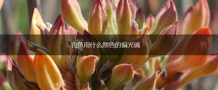 钓鱼用什么颜色的偏光镜,第1张
