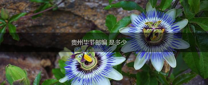 贵州毕节邮编 是多少,第1张