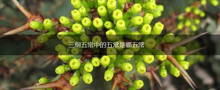 三纲五常中的五常是哪五常,第1张