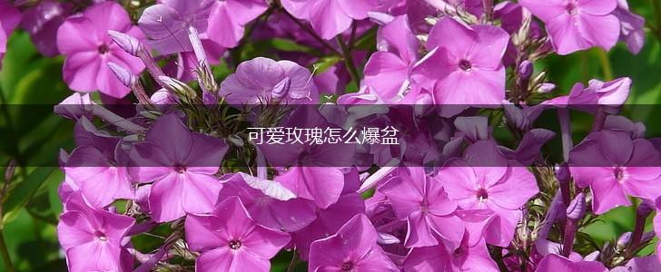 可爱玫瑰怎么爆盆,第1张