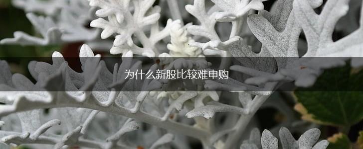 为什么新股比较难申购,第1张