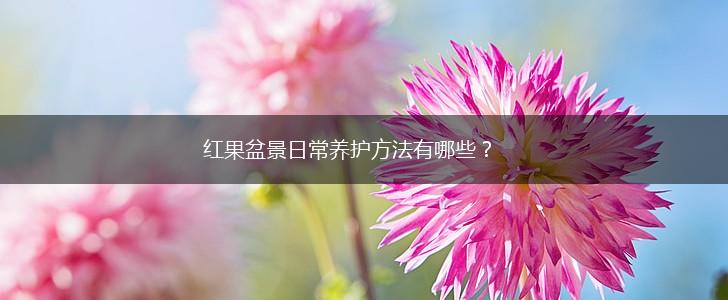红果盆景日常养护方法有哪些？,第1张