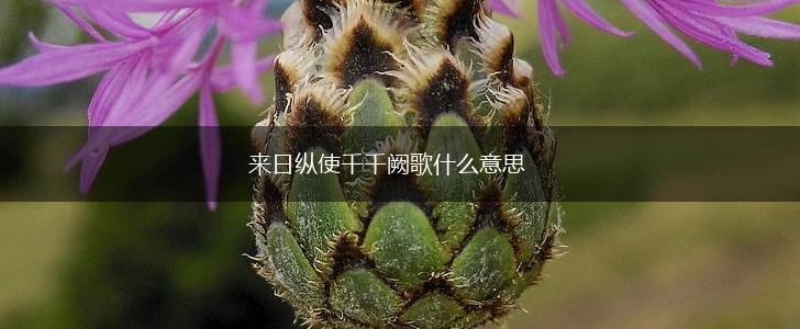 来日纵使千千阙歌什么意思,第1张