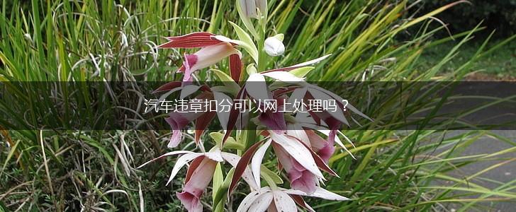 汽车违章扣分可以网上处理吗？,第1张