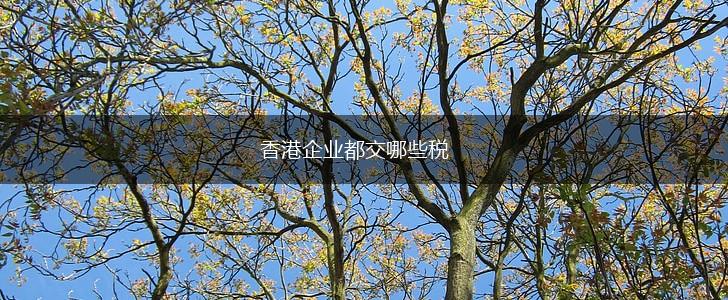香港企业都交哪些税,第1张