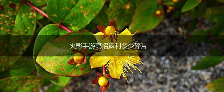 火影手游高招返利多少碎片,第1张