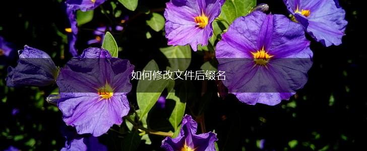 如何修改文件后缀名,第1张