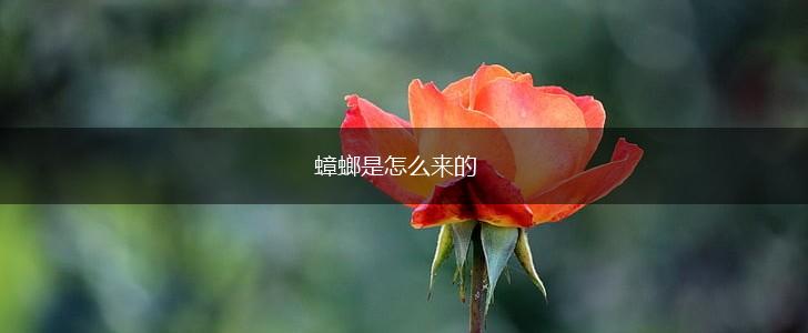 蟑螂是怎么来的,第1张
