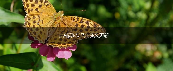 店铺动态评分多久更新,第1张