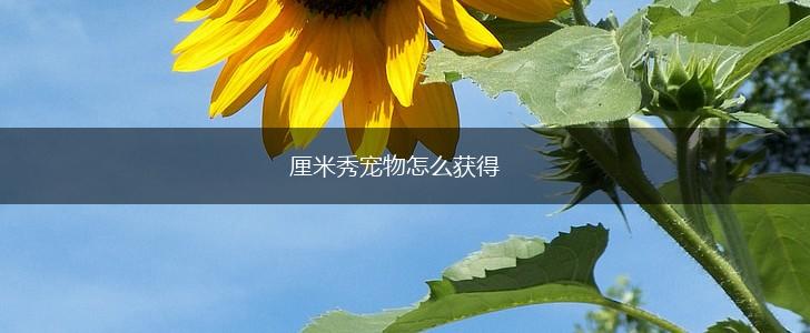 厘米秀宠物怎么获得,第1张