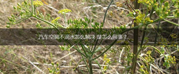 汽车空调不滴水怎么解决 是怎么回事？,第1张