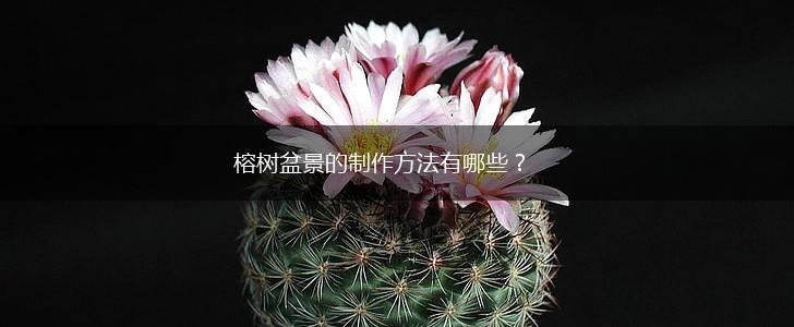 榕树盆景的制作方法有哪些？,第1张