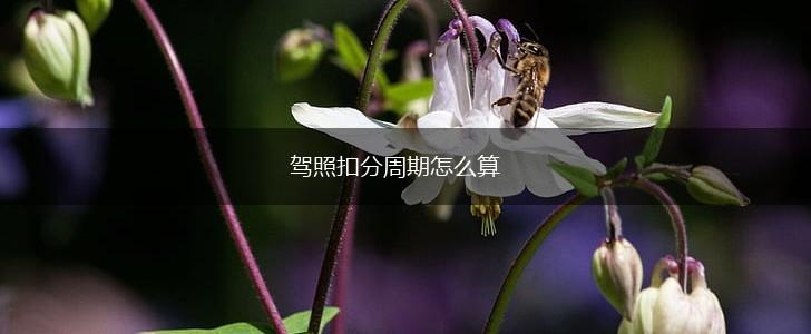 驾照扣分周期怎么算,第1张 驾照扣分周期怎么算,第1张