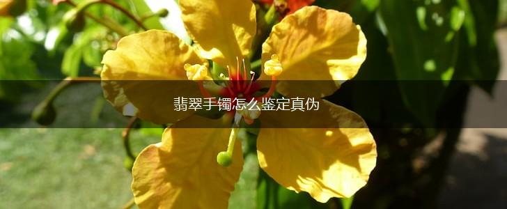 翡翠手镯怎么鉴定真伪,第1张