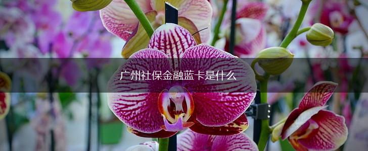 广州社保金融蓝卡是什么,第1张