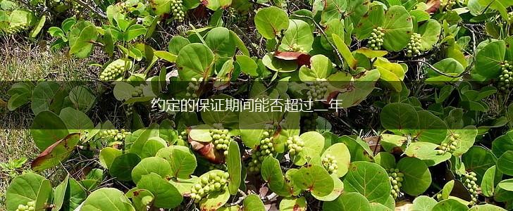 约定的保证期间能否超过二年,第1张