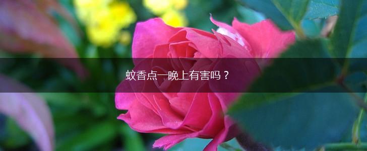 蚊香点一晚上有害吗？,第1张