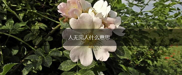 人无完人什么意思,第1张