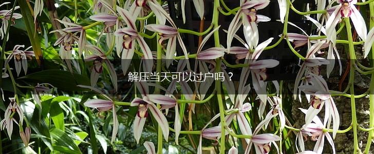 解压当天可以过户吗？,第1张