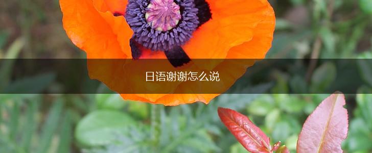 日语谢谢怎么说,第1张