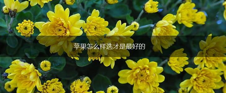 苹果怎么样选才是最好的,第1张