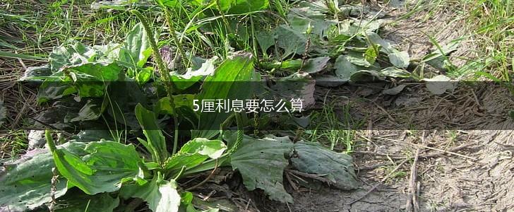 5厘利息要怎么算,第1张