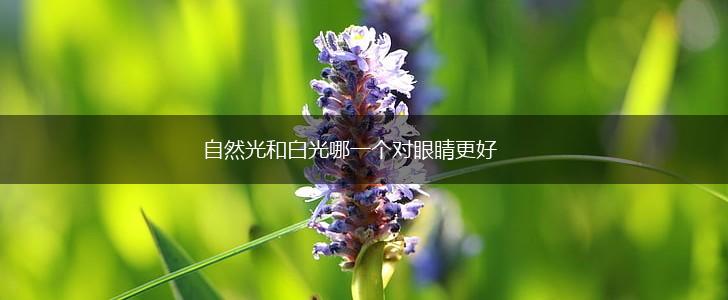 自然光和白光哪一个对眼睛更好,第1张
