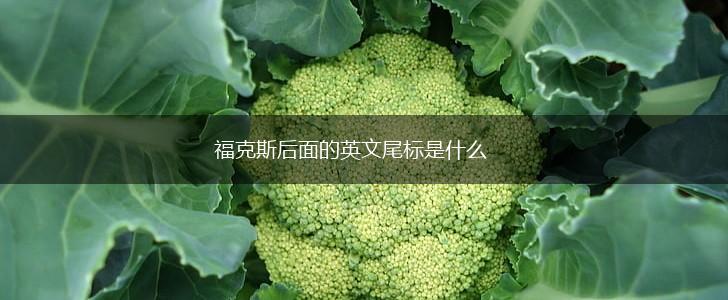 福克斯后面的英文尾标是什么,第1张