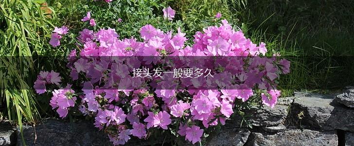 接头发一般要多久,第1张