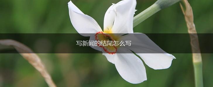 写新闻的结尾怎么写,第1张