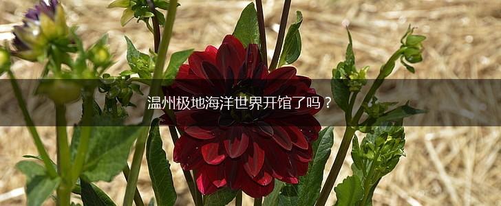 温州极地海洋世界开馆了吗？,第1张