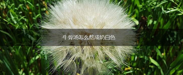牛骨汤怎么熬成奶白色,第1张