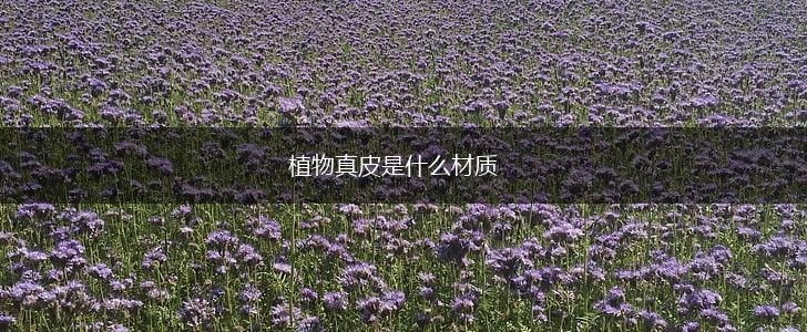 植物真皮是什么材质,第1张