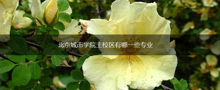 北京城市学院主校区有哪一些专业,第1张