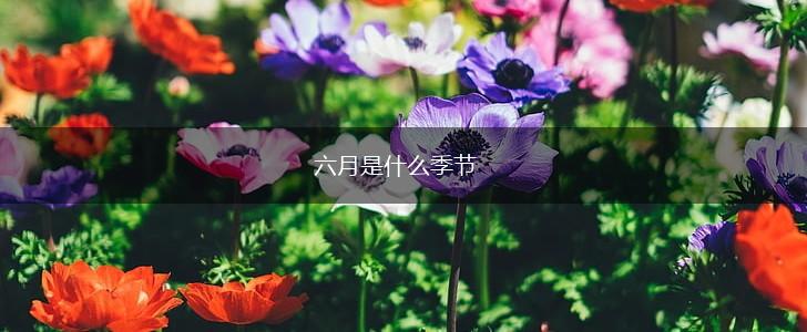 六月是什么季节,第1张