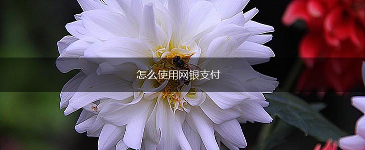 怎么使用网银支付,第1张